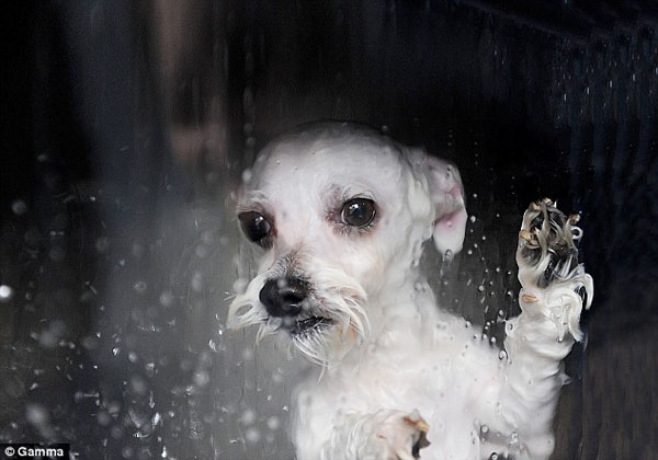 Dog washing mashine. Автоматическая стиральная машина для собак, выпачкавшихся на прогулке